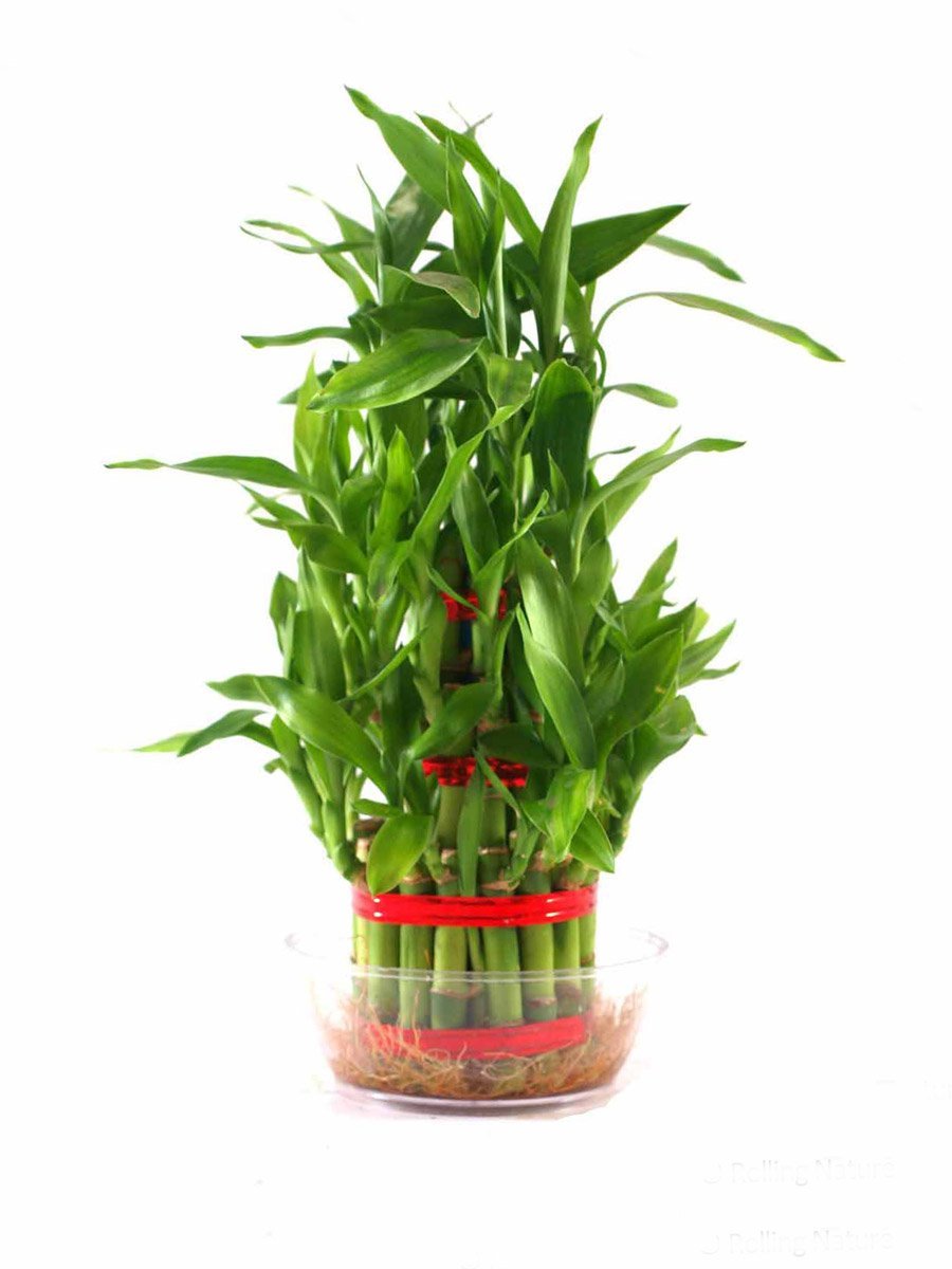 Three Lucky Bamboo Plant in Glass Pot