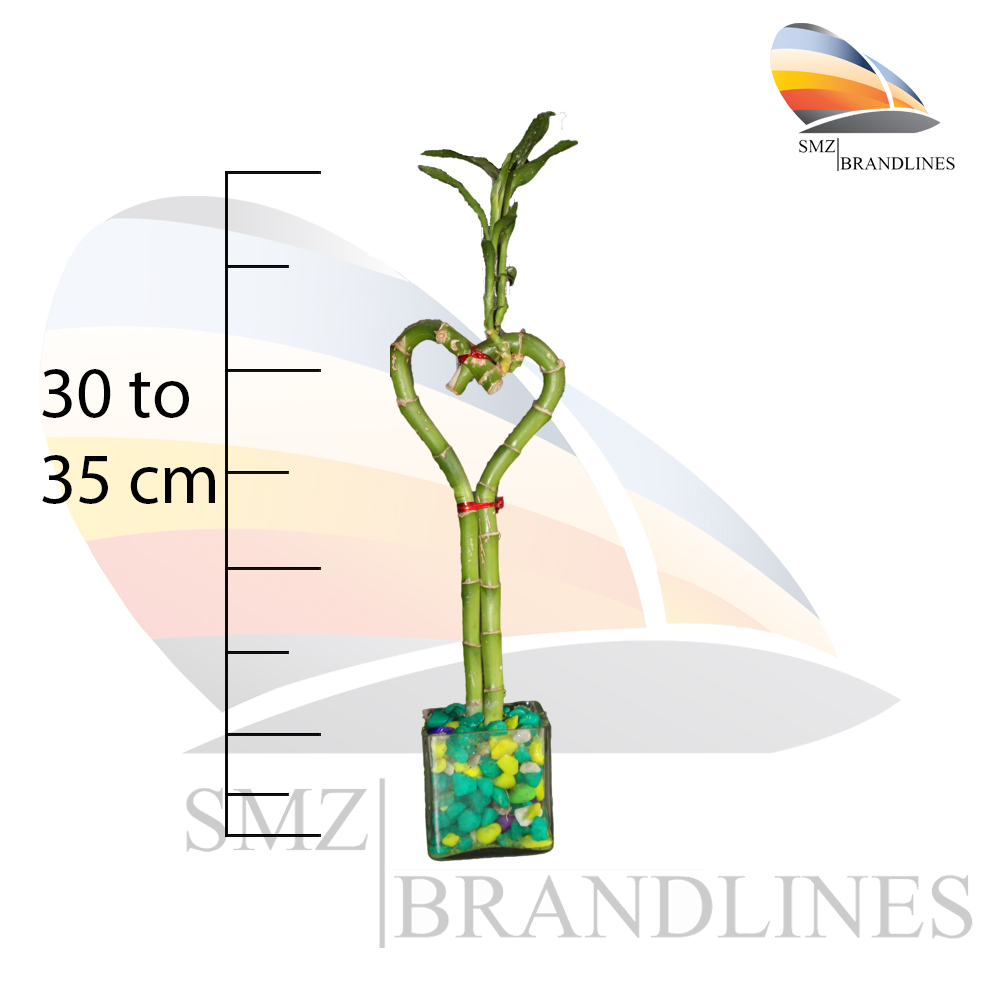 Heart-shaped lucky bamboo plant