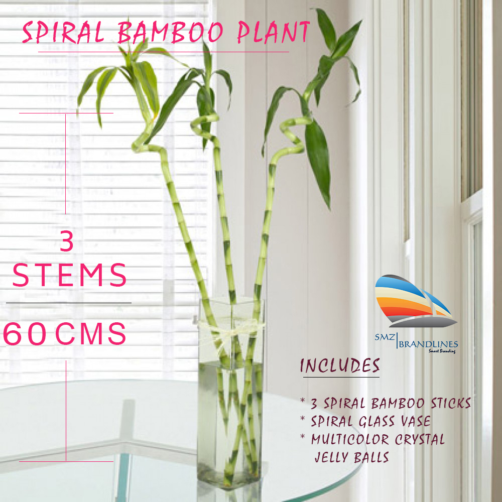 Spiral Shape Lucky Bamboo Plant With Glass Vase