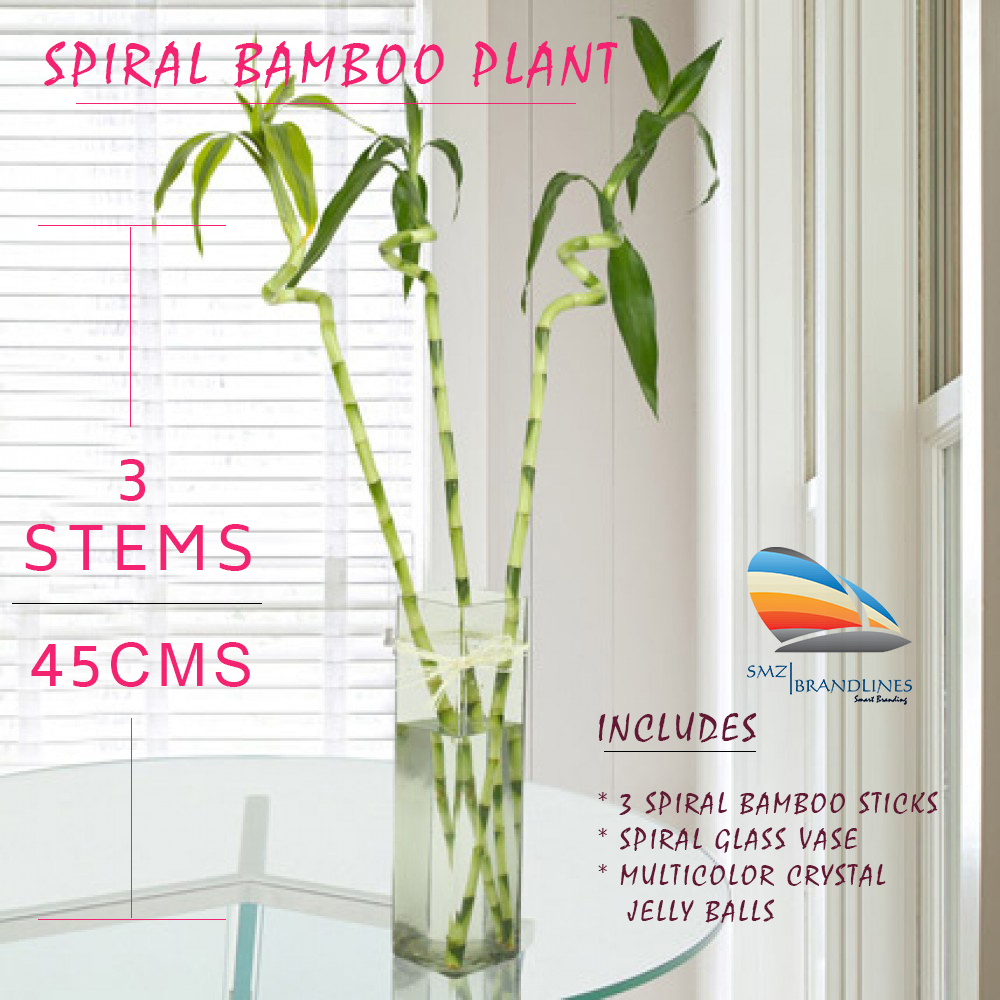 Spiral Shape Lucky Bamboo Plant With Glass Vase