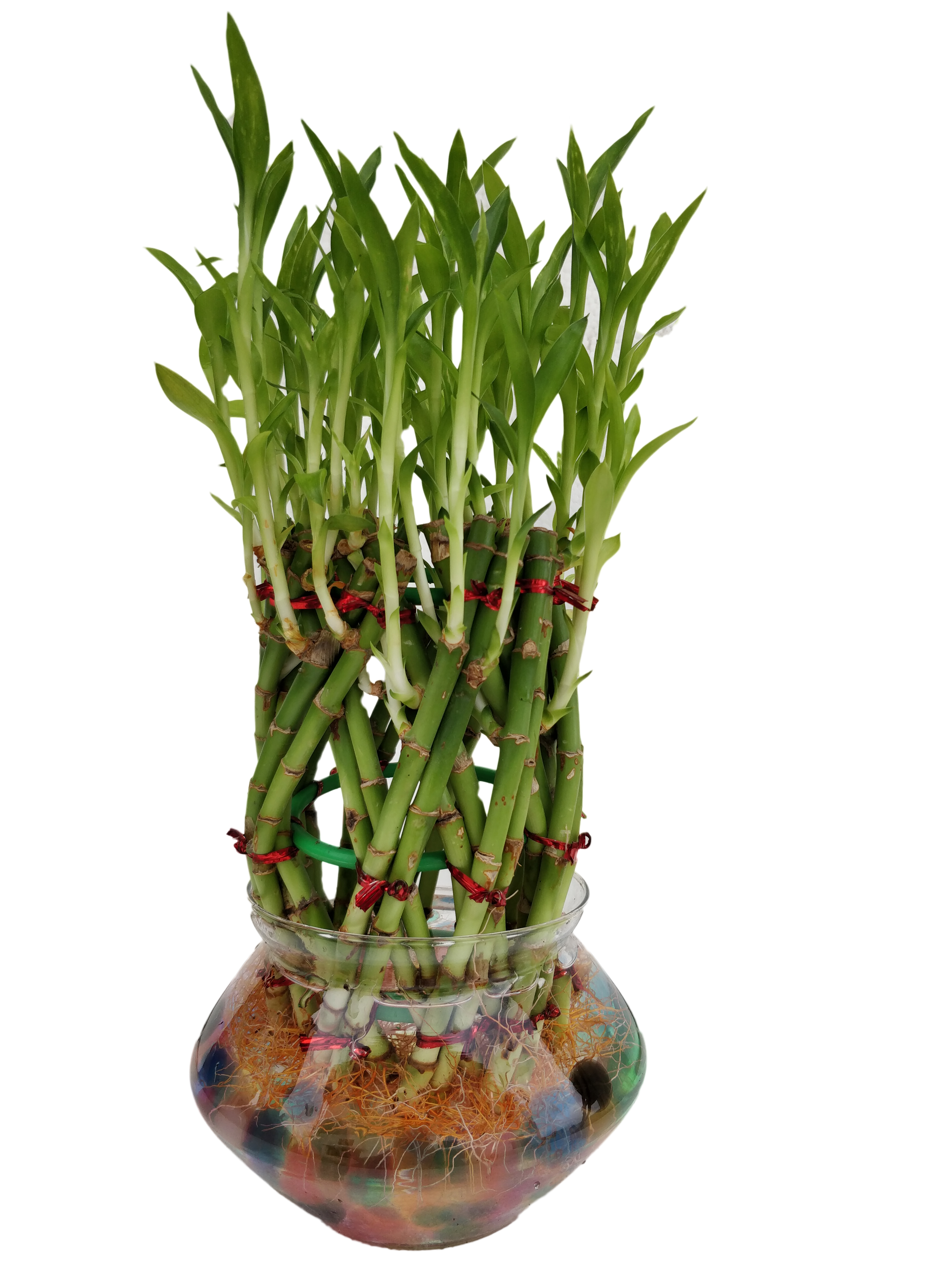 Bottle Shape Lucky Bamboo Plant