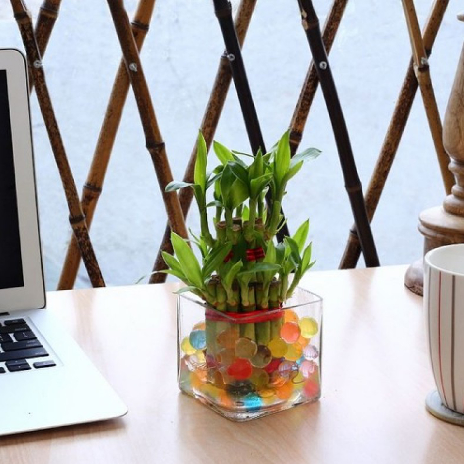 Two Layer Lucky Bamboo Plant in Glass Vase