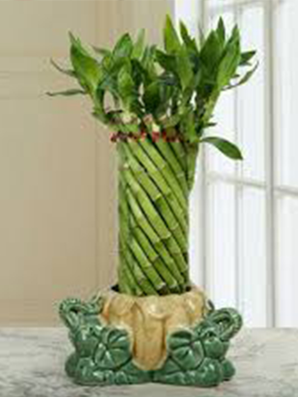Wheel Shape Lucky Bamboo Plant