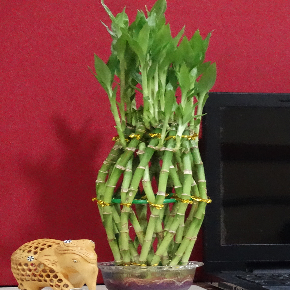 Bottle Shape Lucky Bamboo Plant