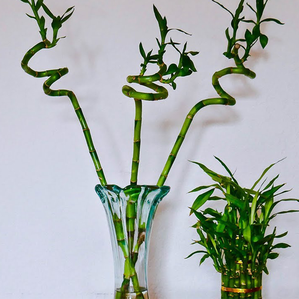 Spiral Shape Lucky Bamboo Plant With Glass Vase