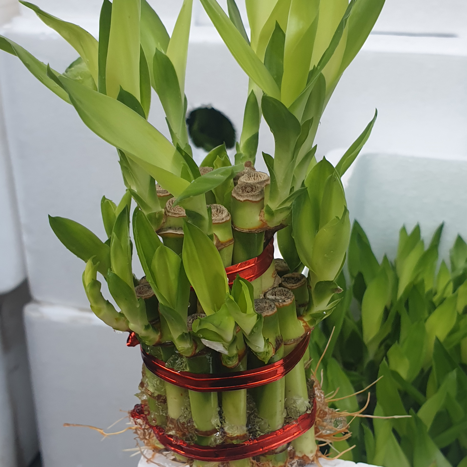 Two Layer Lucky Bamboo Plant in Glass Vase