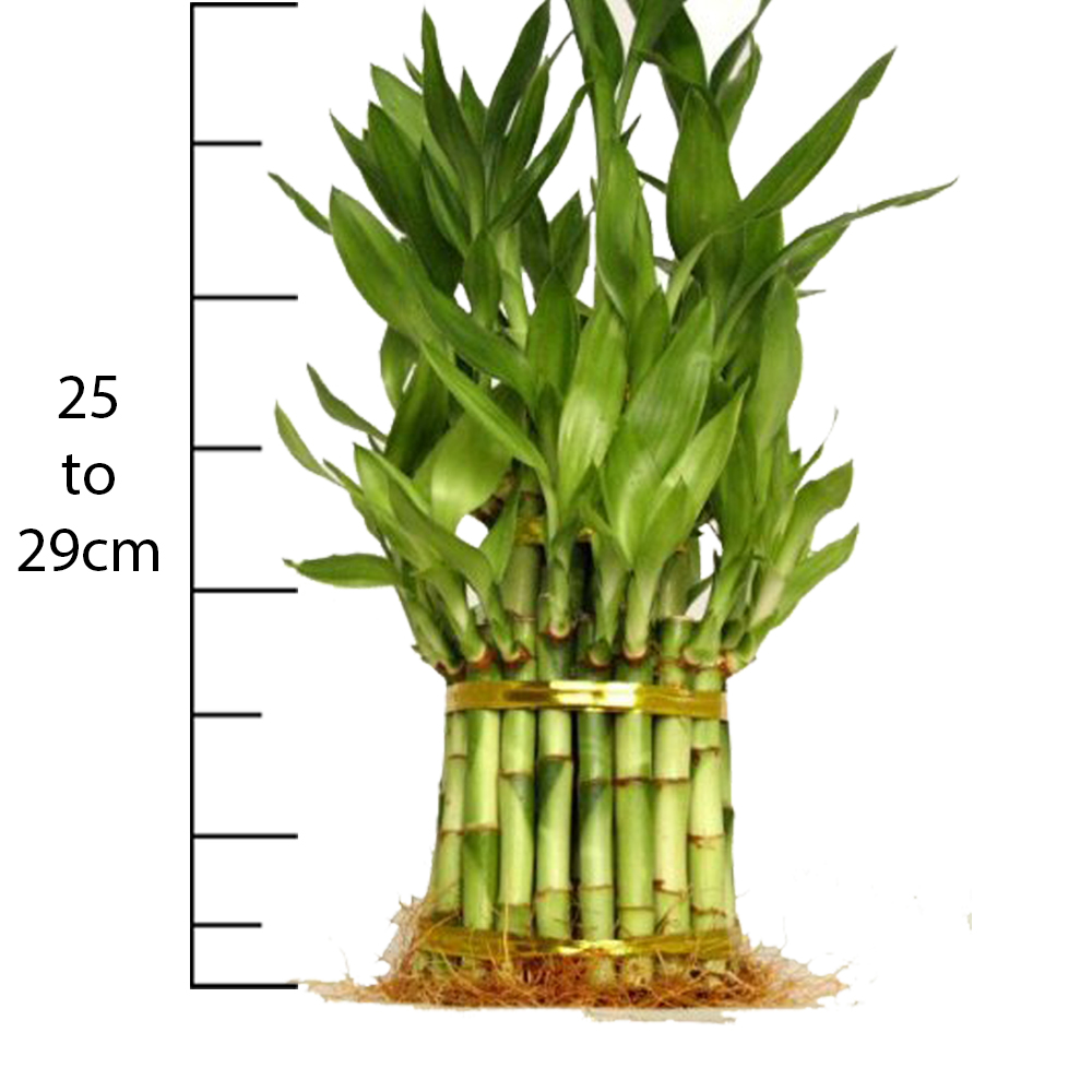 Three Lucky Bamboo Plant in Glass Pot