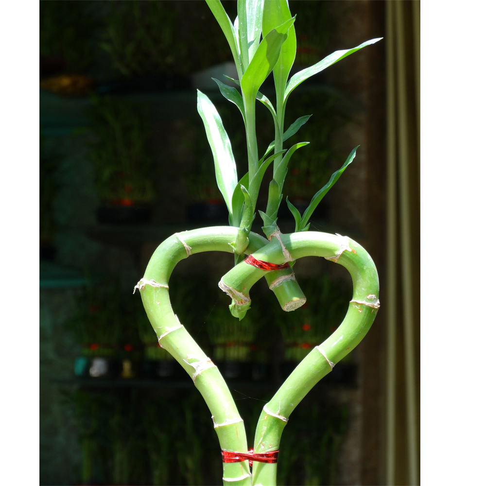 Heart-shaped lucky bamboo plant