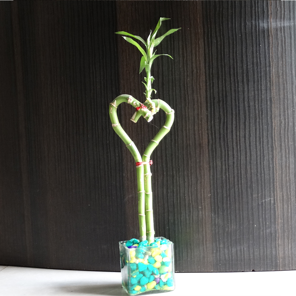 Heart-shaped lucky bamboo plant