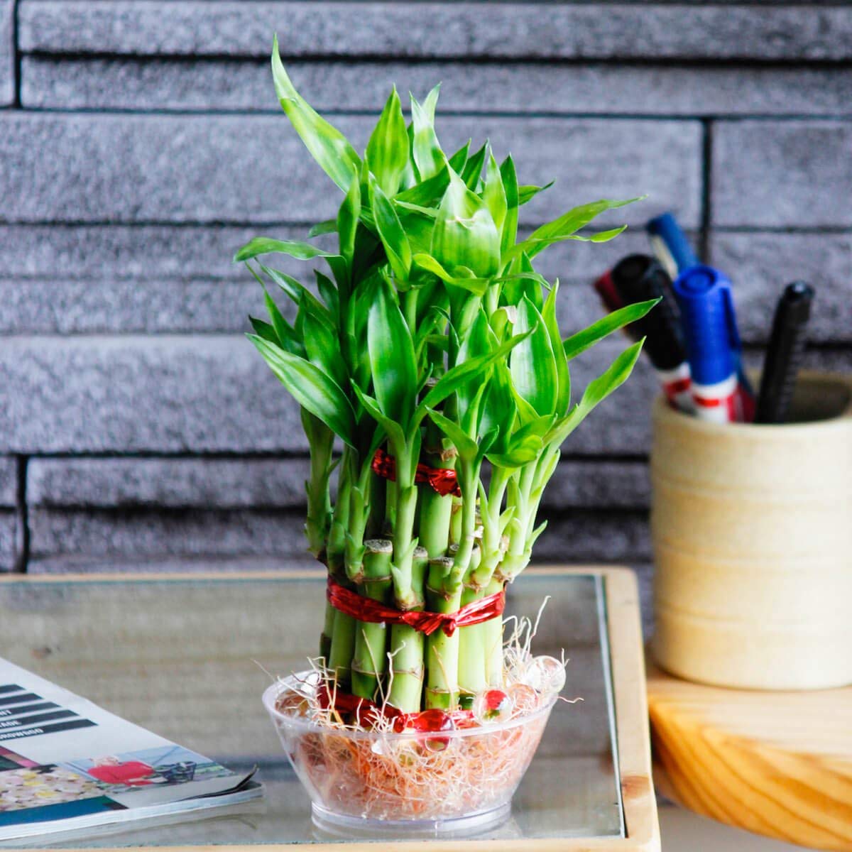Two Layer Lucky Bamboo Plant in Glass Vase