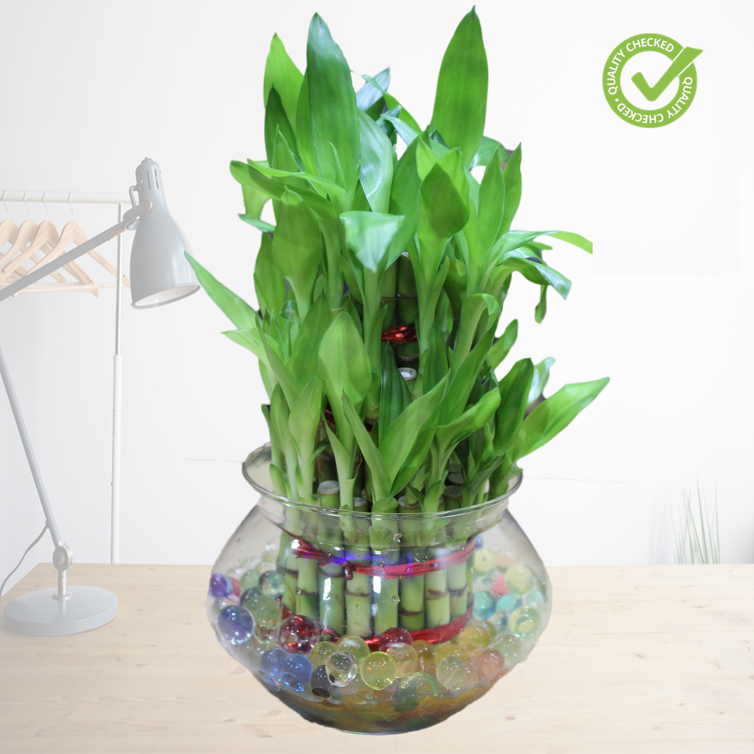 Three Lucky Bamboo Plant in Glass Pot