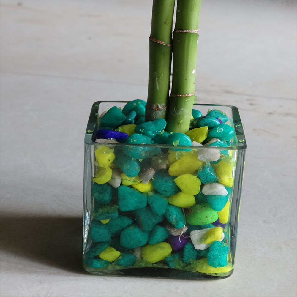 Heart-shaped lucky bamboo plant