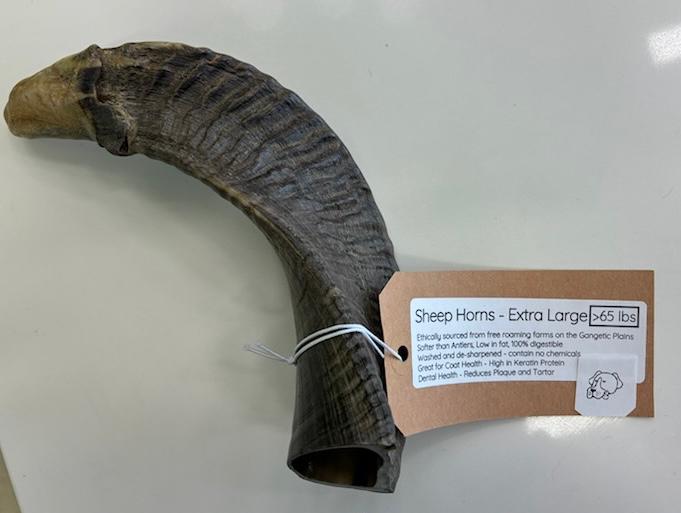 Sheep Horns - Extra Large