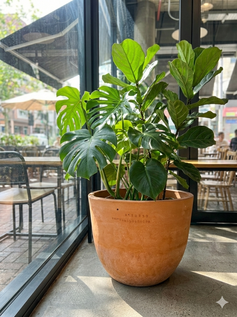 Medium Plain Potted Monstera Planter