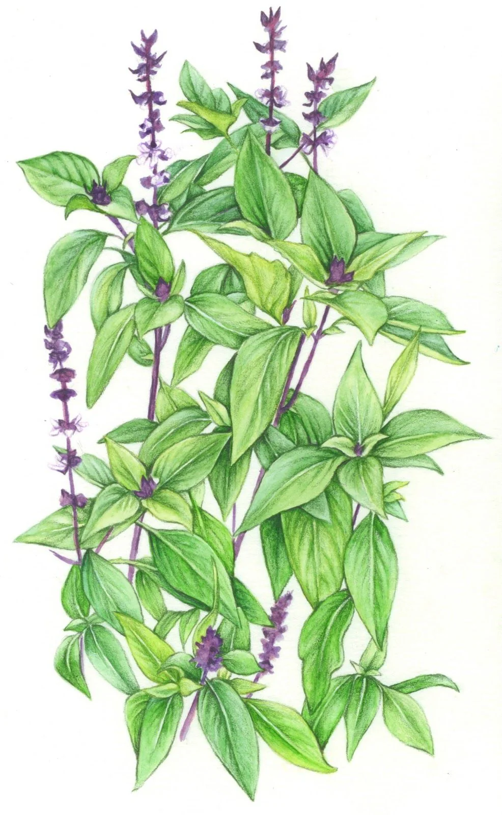 YGEIA - Holy Basil | Steam Distilled Oil  | 15ml