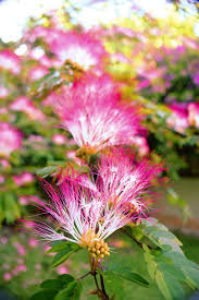 YGEIA - Bobinsana | Spagyric Tincture | 50ml