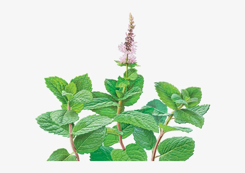 YGEIA - Peppermint | Steam Distilled Oil  | 15ml