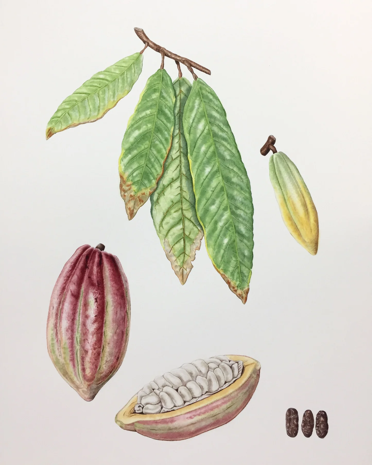 YGEIA - Soul-Cacao-Bundle | Ritual Blends | 3x 500g & 1x 15ml