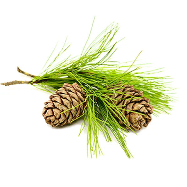 YGEIA - Cedarwood | Steam Distilled Presssed Oil | 15ml