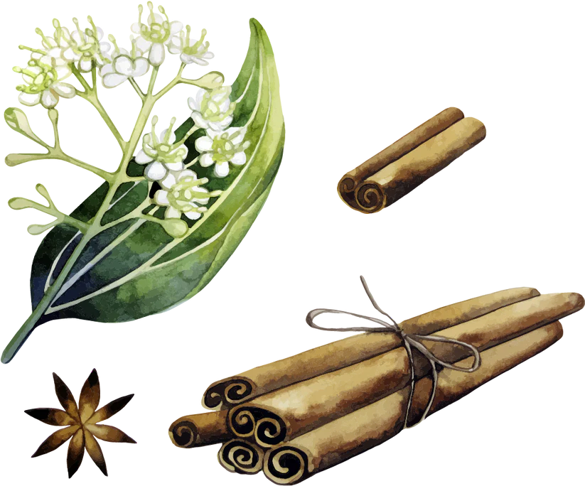 YGEIA – Cinnamon | Steam Distilled Oil | 15ml