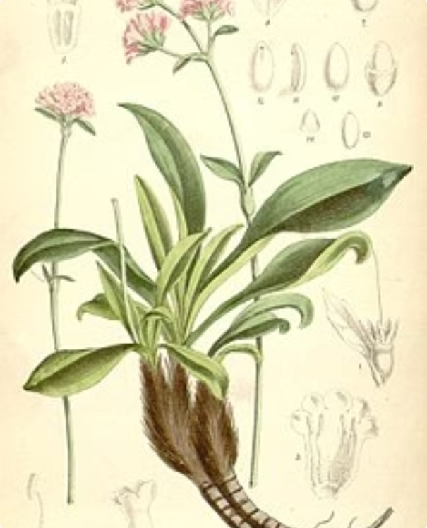 YGEIA - Jatamansi | Steam Distilled Oil | 15ml