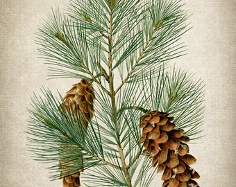 YGEIA - Pine Needle | Steam Distilled Presssed Oil | 15ml