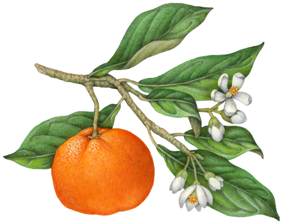 YGEIA - Orange | Steam Distilled Oil | 15ml