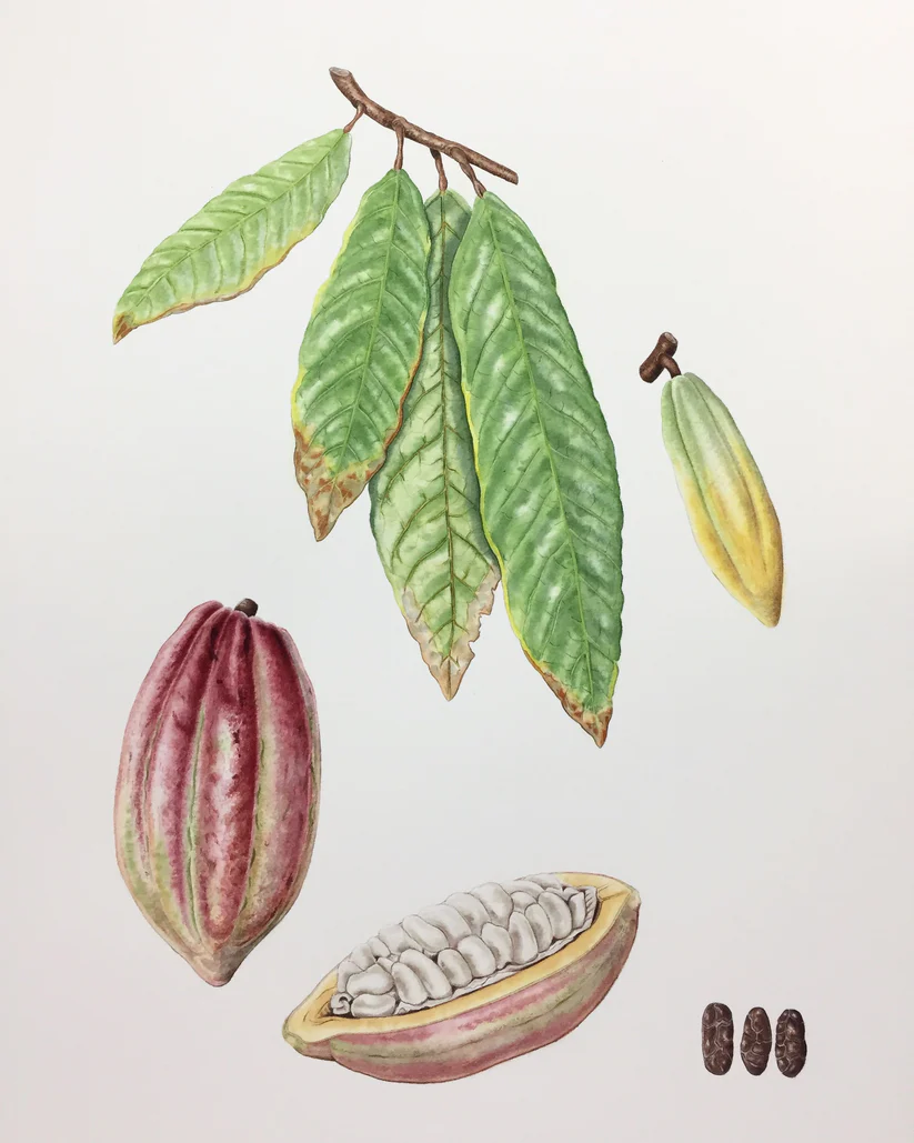 YGEIA - Cacao | Steam Distilled Oil | 15ml