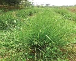 YGEIA - Vetiver | Steam Distilled Oil | 15ml