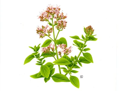 YGEIA - Oregano | Steam Distilled Oil  | 15ml