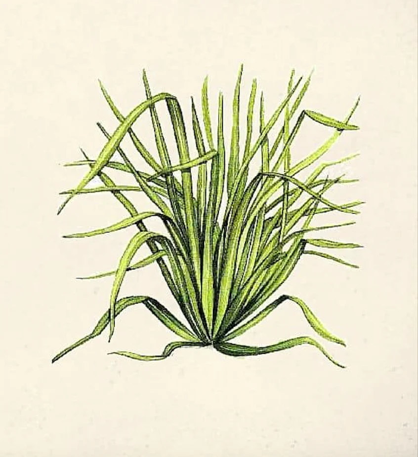 YGEIA - Lemongrass | Steam Distilled Oil  | 15ml