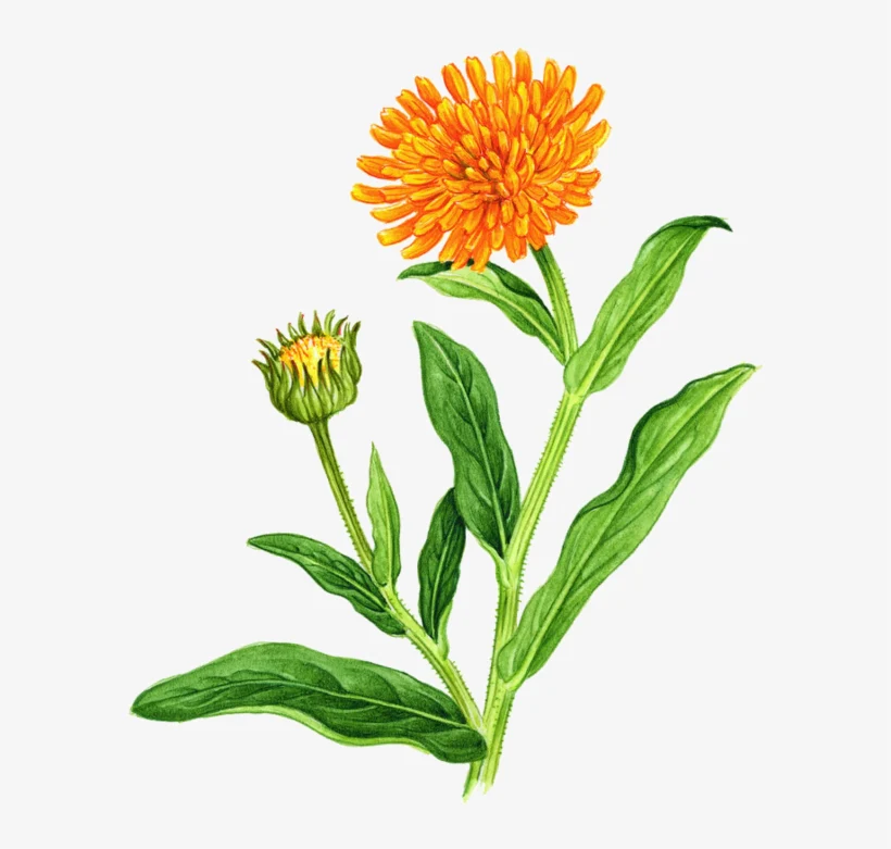 YGEIA - Calendula | Steam Distilled Oil | 15ml