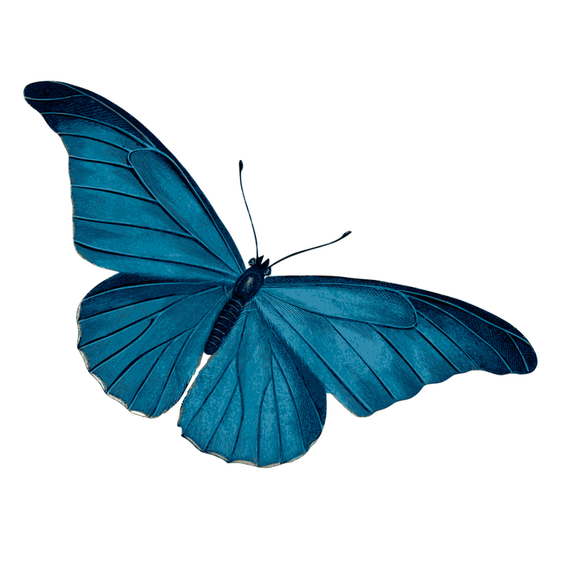 Decorative Blue Butterfly