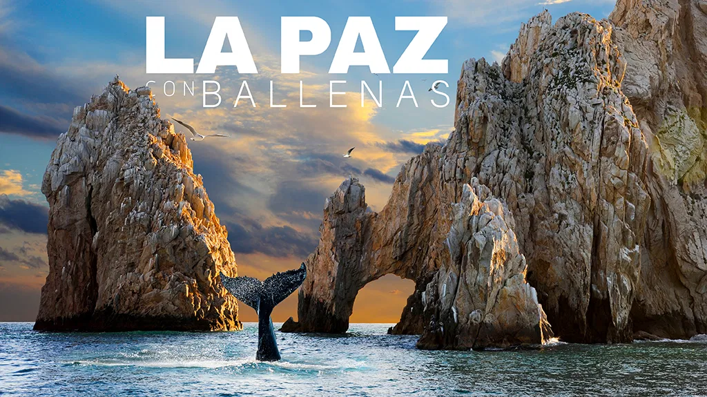 La Paz con Ballenas