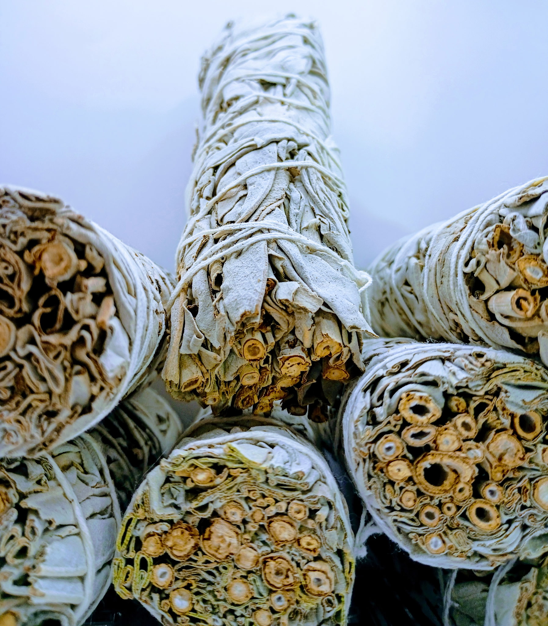 White Sage Sticks