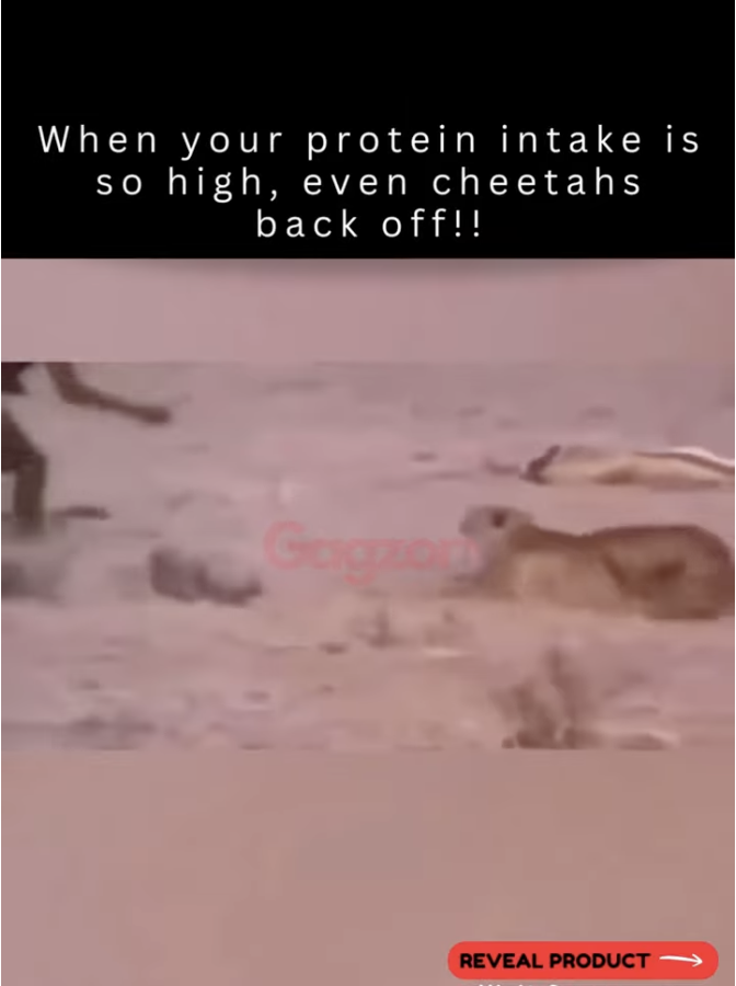 A tribe calmly walks in… a pack of cheetahs steps back (Watch video)