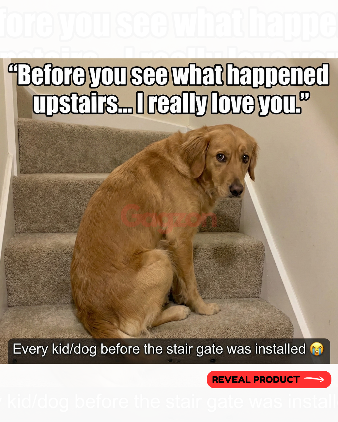 Every parent & pet owner has seen this face at least once.