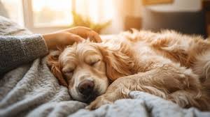 Sesión de seguimiento 