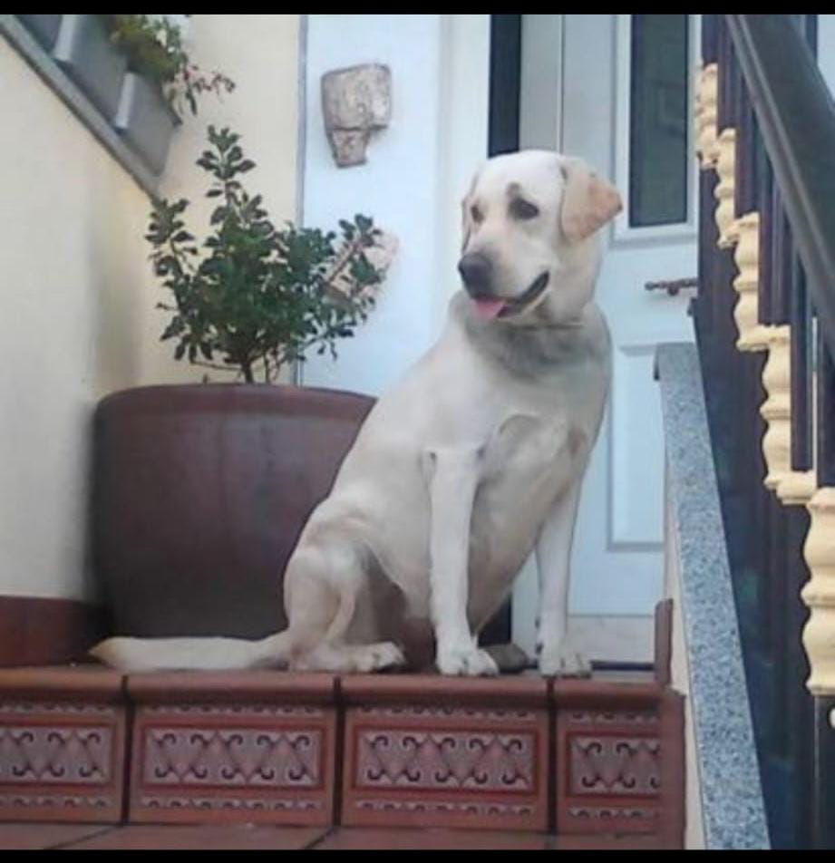 Educación básica, obediencia, comunicación y convivencia