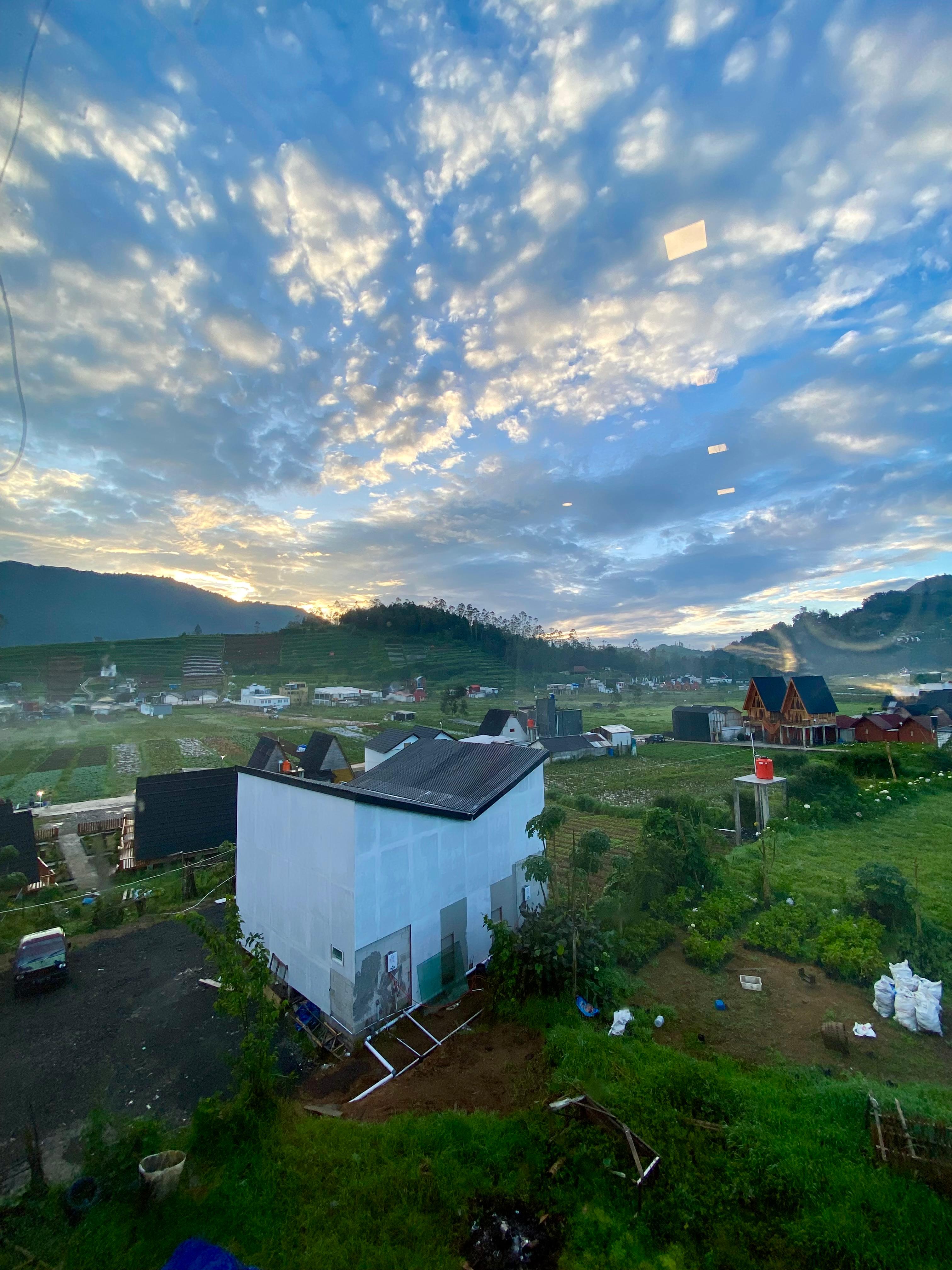 Sunflower Full House