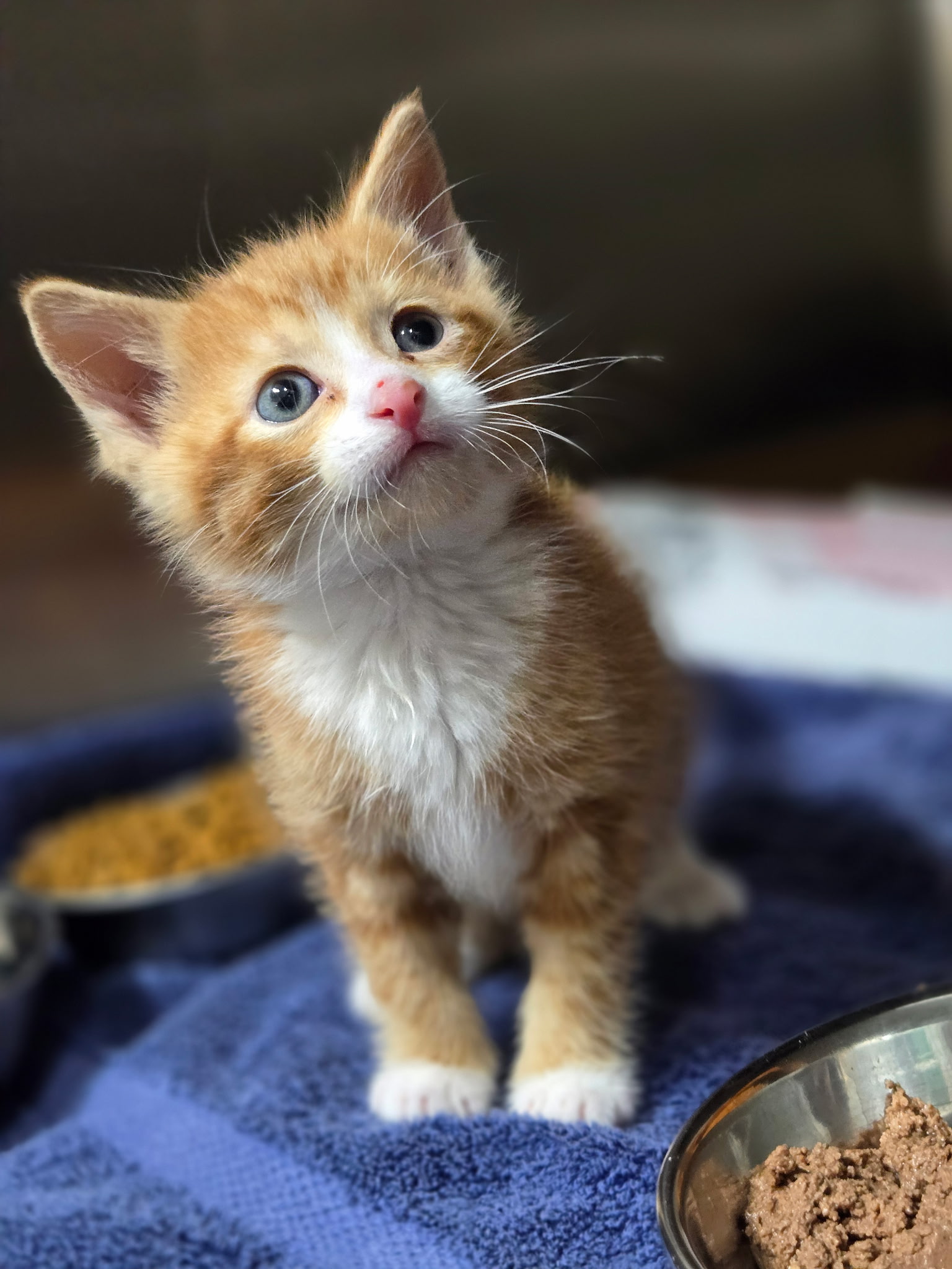 Provide Care for Abandoned Pets