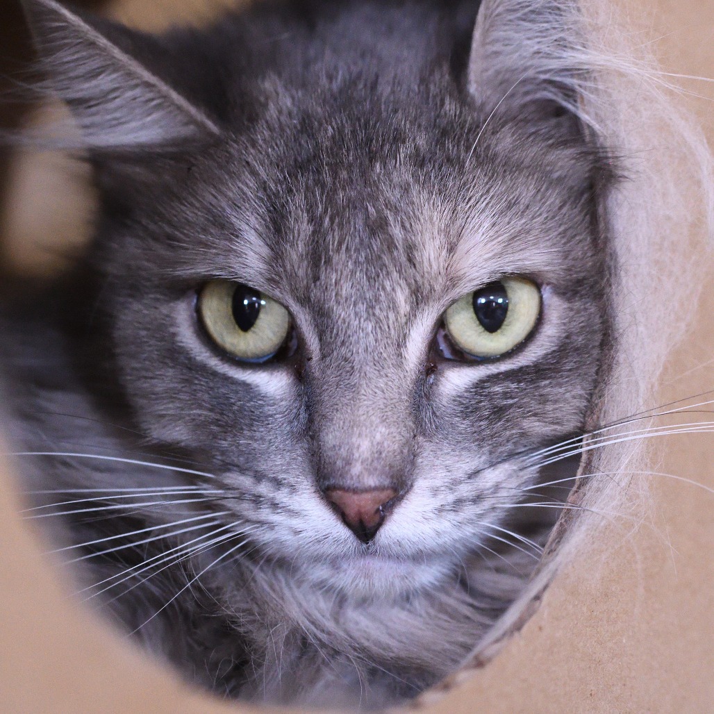 Provide Care for Abandoned Pets 