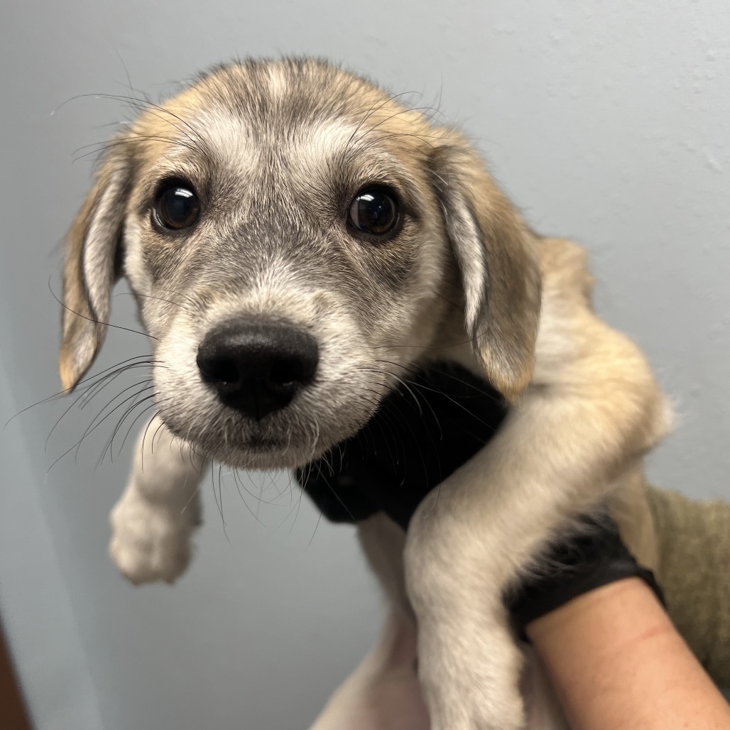 Provide Care for Abandoned Pets