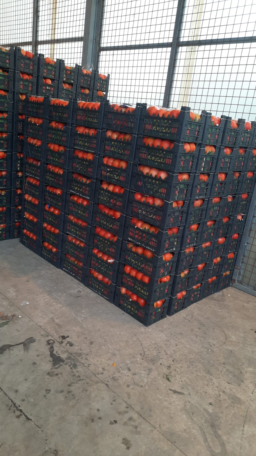 Fresh Tomatoes in Plastic Crates