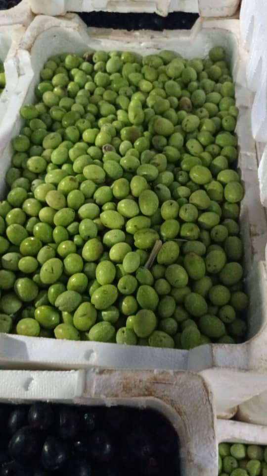 Fresh Green Olives