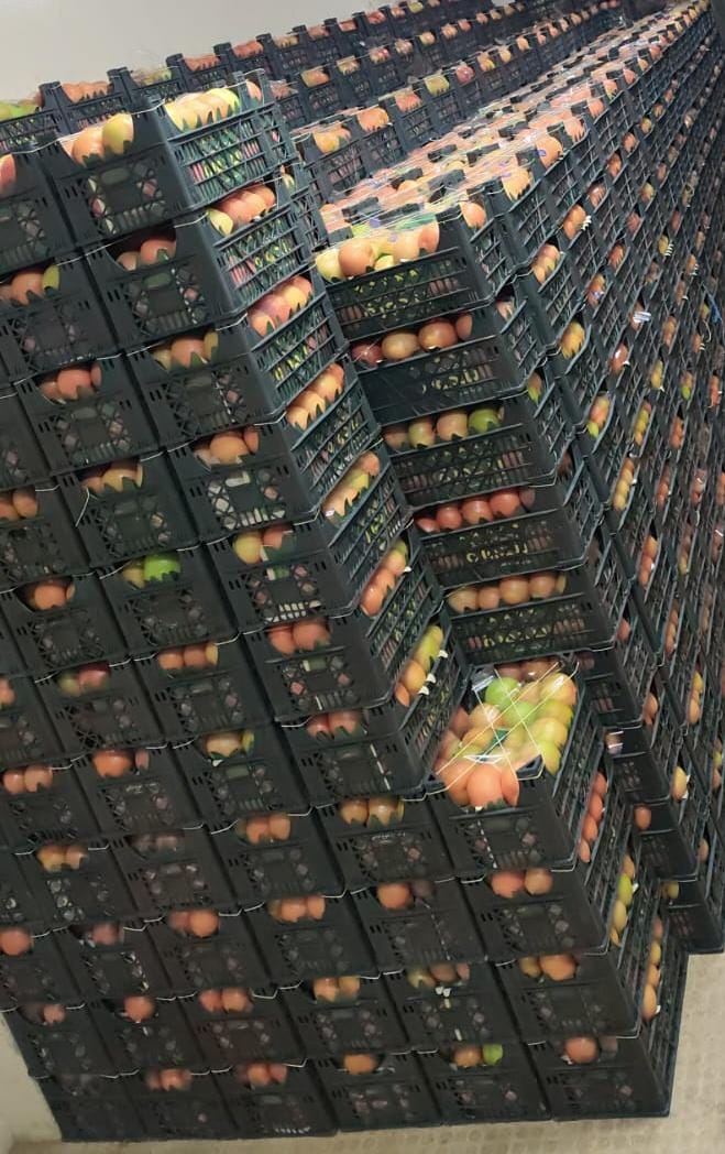 Fresh Tomatoes in Crates