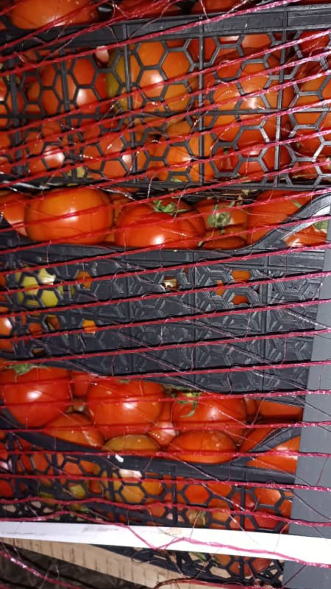 Fresh Tomatoes