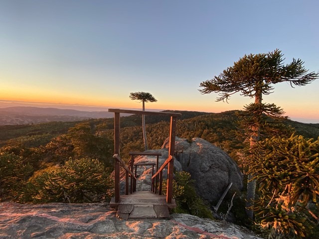  Trekking en Nahuelbuta 