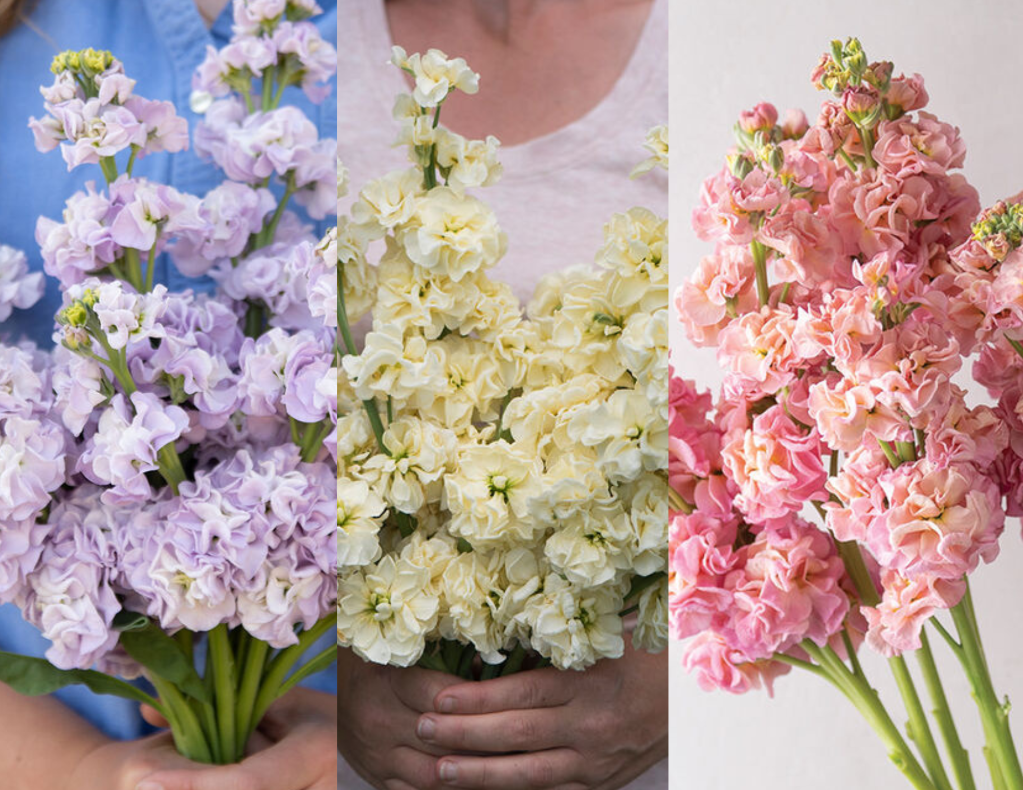 Custom Pastels Mix Stock (144)