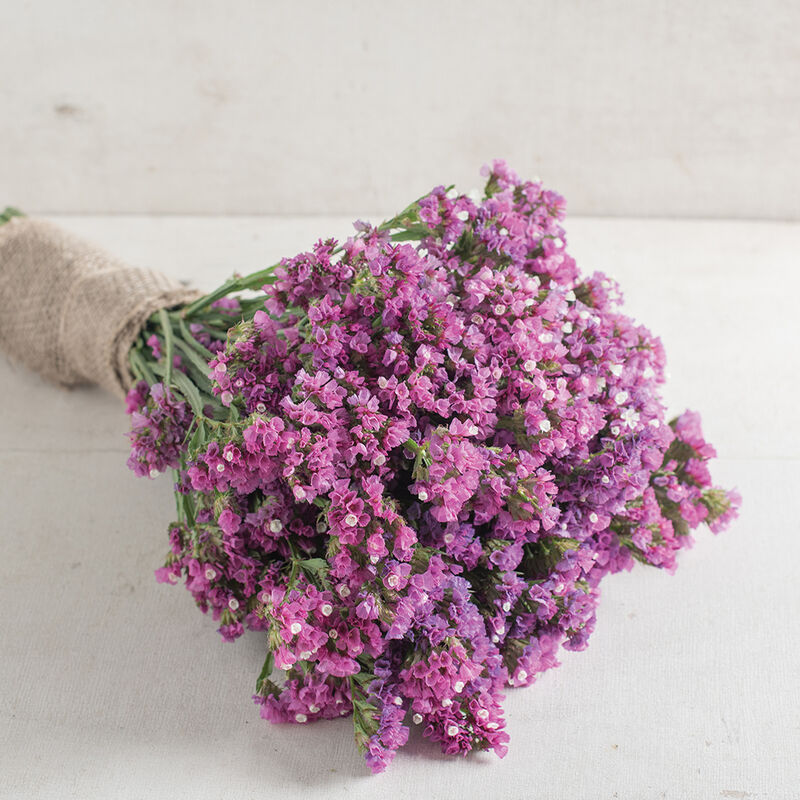 Seeker Rose Shades Statice (200)